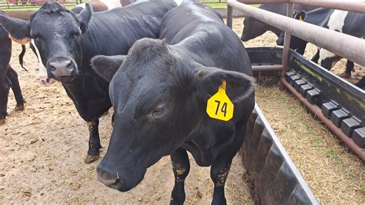 Understand cattle senses for better handling
