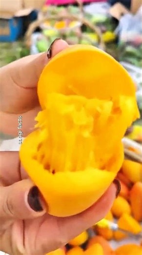 China’s Magical Mango Farms 😲🍋 Super Satisfying Harvest! | #shorts #shortvideo #shortfeed