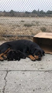 "From Cardboard to Comfort: Officer's Random Act of Kindness for Street Dog Family" Description: This mama Rottweiler was doing her best to protect her three puppies with only a cardboard box for shelter. When a local police officer spotted them during his patrol, he couldn't just walk away. He removed their makeshift home and disappeared—only to return with something that would change their lives. Watch until the end to see the puppies explore their brand new wooden house. This is what communit