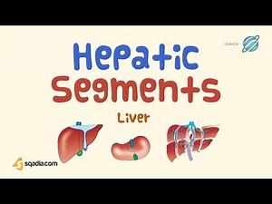Liver | Hepatic Segments | Human Abdominal Organs | Medical Student Anatomy Education