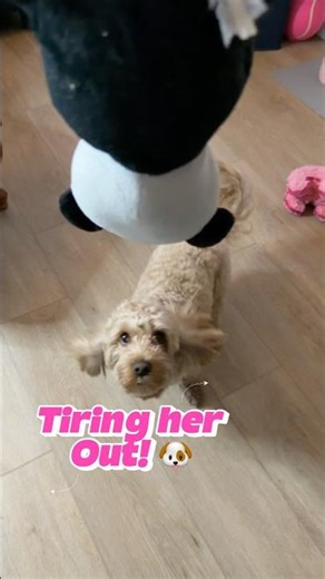 🐾Tiring my🐶pup out so she can chill & Relax while I’m out 4 Awhile #dog #puppy #shorts #play #pets