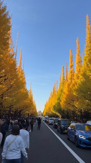 #銀杏樹 | 陳貴貴