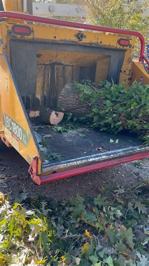 Beaver Tree on Reels | Facebook