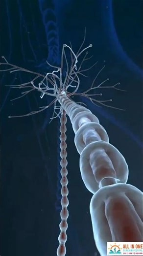 Neuron-to-Neuron Communication in the Brain