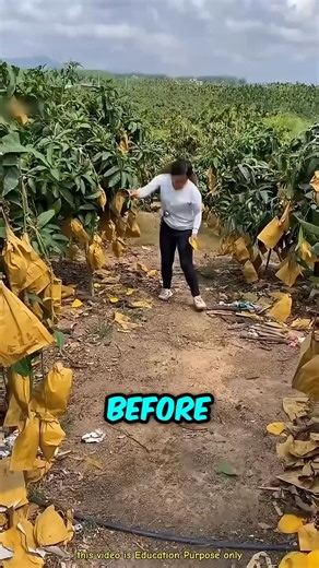 InfoWOLRD | China’s mango farms are now growing juicy, nearly seedless varieties—more fruit, less fuss, and a game-changer for mango lovers.... | Instagram
