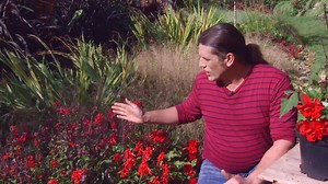 Lobelia cardinalis, características y cuidados