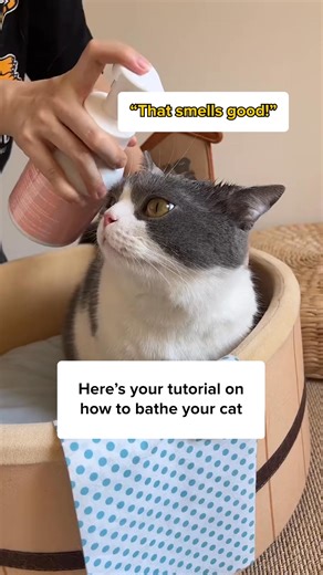 Get this Waterless Cat Shampoo today to clean your cat without water! 🐈✨ #fy #cats #cute #catgroomer #catgrooming #silentreviews #cats #groomer #petgrooming #me | Daniel Baker