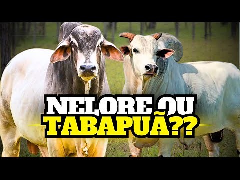 TABAPUÃ or NELORE: Which is the Best Breed for Your Farm?