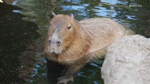 Buffalo Zoo's Capybara dies at 11
