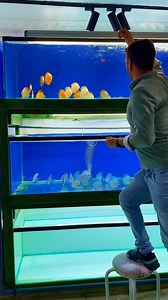 #discusworld #discusaquascape #discusfish #discusturkiye #discusfishtank #discus #discusaquarium #discuslovers #discusbreeding #discusmalaysia #fish #aquascapedesign #aquariumhobby #aquariumfish #aquarium #akvaryum | Hobby Petshop Yusuf Tatli