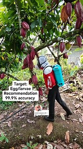 Cacao Pod borer (Conopomorpha cramerella) #fyp #cacoa#farming #fyp#TopFans#fertilizer #followers#share | CACAO tutorial ni JM