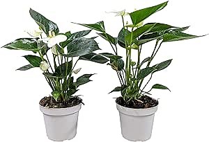Anthurium White Duo (2 Pack) in Grower's Pots - Professionally Grown Houseplants from Easy to Grow