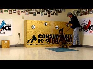 K9 "Buster" Explosives Detection Training