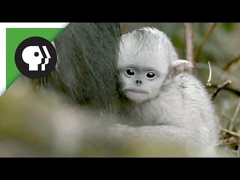 Baby Snub-nosed Monkeys