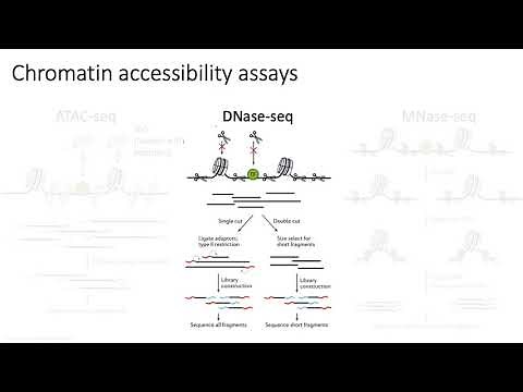 MCB 182 Lecture 8.4 - Chromatin accessibility (ATAC-seq)