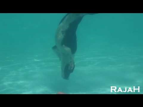 Extreme pitbull diving champion! Best pit bull dog line in world!