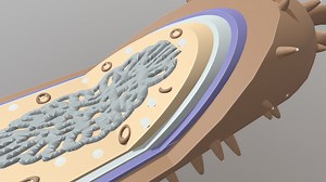 prokaryote cell - 3D model by NHAT NAM (@nhtanam0509)