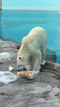 2026年8月8日（土）王子動物園 トワイライトZOO もらった氷を楽しむゆめ