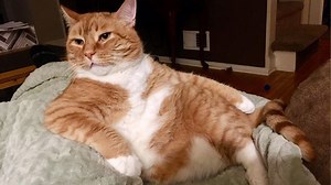 The funniest cat and dog moments to brighten your day