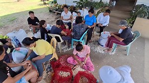 Techno Transfer! Local Women Learn To Clean Garlic Cloves One of the most beautiful scenes I saw this morning was a group of local women cleaning the Garlic cloves to be planted in the Demo and Model Farm in San Vicente, Makilala, North Cotabato. The women are among the first group of locals trained by Garlic and Onion farmers from San Nicolas, Ilocos Norte who are in North Cotabato to open several Demo and Model Farms in the towns of Makilala, Tulunan, Mlang and Alamada. The 10 Ilocano farmers 