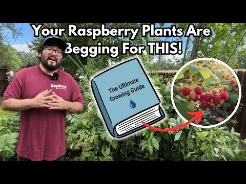How to Grow Remontant Raspberries: Watering, Fertilizing & Support