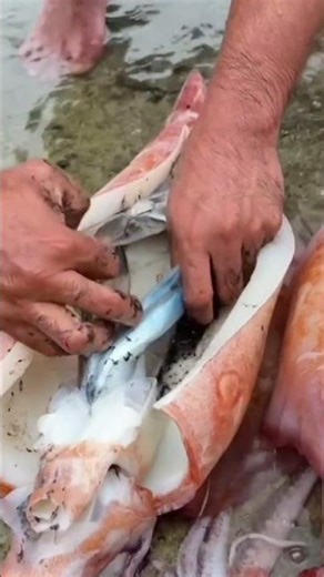 plastic squid bone removal #squid #squidcleaning #shorts #shortvideo #shortsyoutube