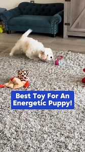 Worried your pet is getting bored? This interactive toy keeps them entertained, preventing boredom and anxiety. Charge it up with USB, choose a mode, and let them play for hours! | Lettuce Pets