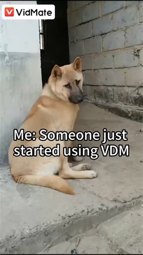 Proud moment! From now on, non-stop downloads and zero dull vibes! 🎬🎶 Install VidMate app, Enjoy the best video entertainment platform experience. #brandpost #vidmate #vidmateapp #vidmatebrand #vidmatefamily | VidMate