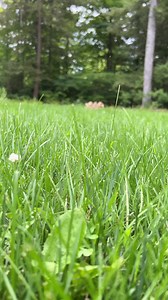 peek a boo 🫣 | Chloe the Serval