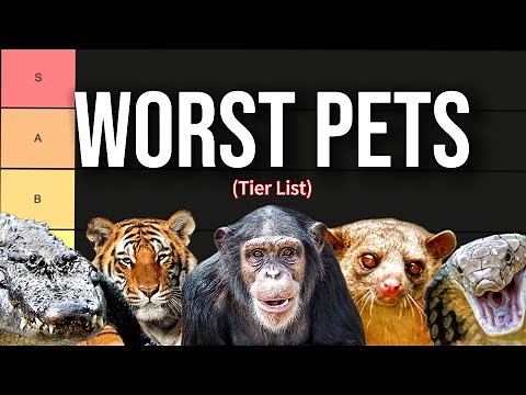 The Worst Pets Tier List