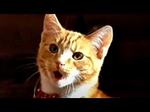 Go-Cat Advert (New Zealand 1999) (Audio Only). 😺