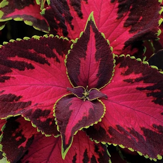 Chocolate Covered Cherry Coleus Seeds – Sun Foliage Plant - Etsy