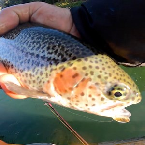 Drone footage of Trout bites. These Trout are chasing spinners & spoons like crazy! | Addicted Fishing