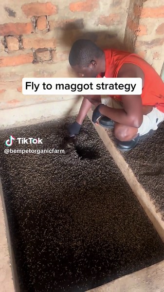 bempetorganicfarm on TikTok