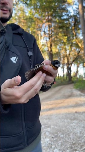 Behind the Scenes: Bird Banding at San Vicente Redwoods