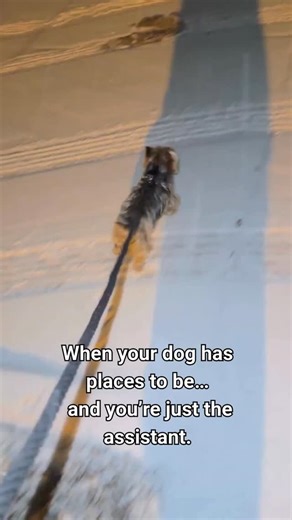 Renee Ruth | Living with a dog means realizing you are not the owner… you are staff. I don’t take him out — I provide transportation. I don’t play... | Instagram