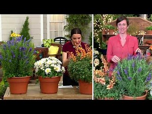 Cottage Farms 3-Piece Choice of Summer Perennial Live Plant on QVC