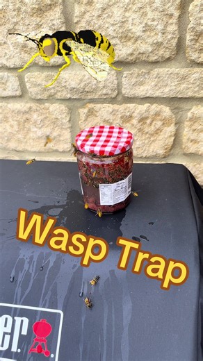 Effective Wasp Trap for Your Garden
