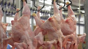 Technological line for primary processing of poultry, chicken carcasses. Chicken carcasses hung on hooks on production equipment