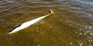 Officials perform necropsy on fin whale found in Pass Christian