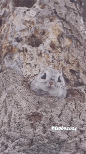 isobo(いそぼ) on Instagram: "The ezo flying squirrel is a cute animal that lives in Hokkaido, Japan. Filmed in winter. Please share this video with your friends and family to spread the joy of the ezo flying squirrel. エゾモモンガ いつもご覧いただきありがとうございます！ 冬に撮影 Copyright @isobo 2024 Any illegal reproduction of this content will result in immediate legal action. #siberianflyingsquirrel #エゾモモンガ #flyingsquirrel #best_moments_nature #nuts_about_squirrels #fabulous_shots #rebels_nature #bonvac_fauna #welcometoani