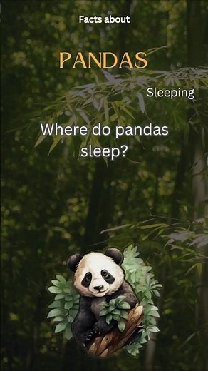 Panda Fact 40 - Where do pandas sleep?