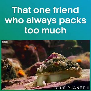 1M views · 147 reactions | Who said you don’t need three outfits per day (plus another option just in case) when you’re on holiday??  | BBC iPlayer | Facebook