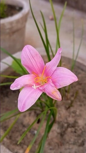 How to grow rain Lily plant / How to plant rain lily bulbs #rainlily