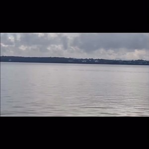 Dolphins spotted in the River Mersey today 🐬❤️ | Around Liverpool