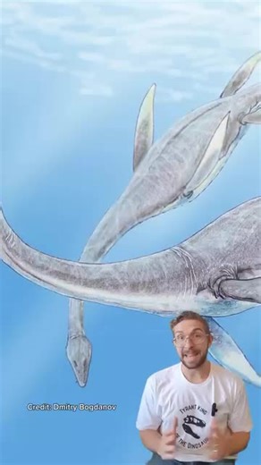 Meet Plesiosaurus! This marine reptile lived around 200 million years ago during the Jurassic period and had a long neck, broad body, and four flippers that made it an excellent swimmer. Plesiosaurus dined on fish and small marine animals, using its sharp teeth to catch prey in the shallow seas it called home. This ancient ocean was teeming with life, including ammonites, ichthyosaurs, and early marine crocodiles, creating a vibrant underwater ecosystem. 🦕Follow Daily Dino Guy for more fascinat