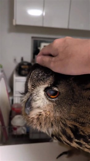 24K views · 1.6K reactions | Ready to hunting smart  #owl #owls #birds #owlsofinstagram #nature #bird #owllover #art #wildlife #owlstagram #owllovers #birdsofinstagram #owllove #owlobsession #naturephotography #wildlifephotography #owlart #birdphotography #animals #photography #owltattoo #barnowl #handmade #birdsofprey #owlphotography #owleyes #eule #best #owlsome #loveyou | Smart Skills | Facebook