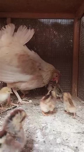 فيديوهات أنشأها محميه سوق الشيوخ (@kkl_tis) باستخدام الصوت الأصلي - محميه سوق الشيوخ