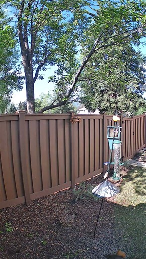 Nutty Backyard Chaos! #squirrel