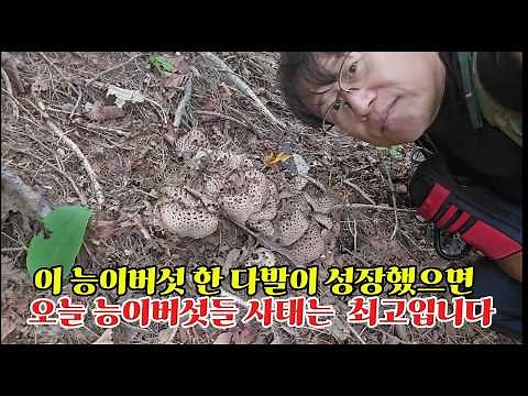 제1228회 2026 9 17 첫 야간 송이버섯 산행에 송이버섯 3키로 상태 좋은 능이버섯을 채취했습니다